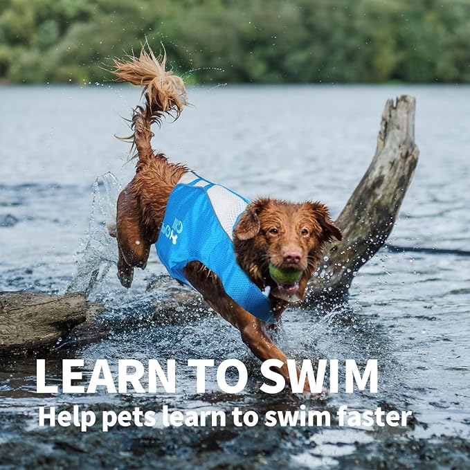 Swimming essentials for dogs